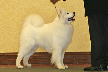 Wind cheap chaser samoyeds